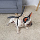Halloween Ghost Festival Pet Costume, Dog & Cat Personality Hat with Bat Wings (S–L)
