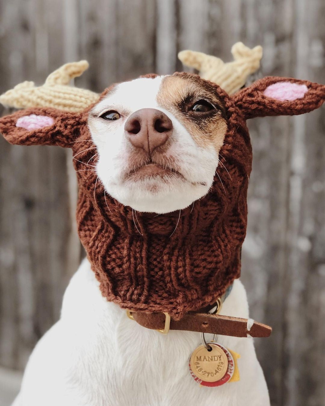 Knitted Dinosaur & Animal Pet Hat, Warm Windproof Halloween Head Cover for Dogs