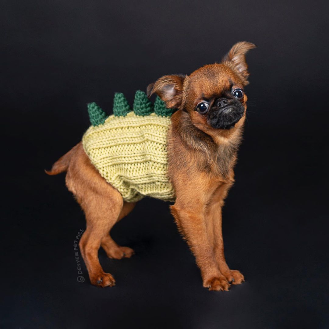 Knitted Dinosaur & Animal Pet Hat, Warm Windproof Halloween Head Cover for Dogs