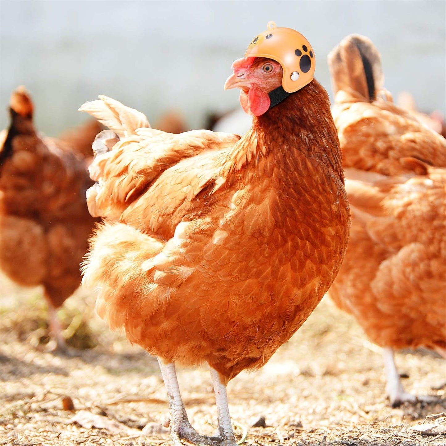 Hens Helmet – Chicken & Bird Pet Safety Hat | Funny Hard Headwear for Parakeets & Small Poultry