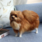Lifelike Loyalty: Simulation Pomeranian Dog Plush Doll ($\mathbf{22\text{cm}}$ Leather Wool).