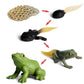 Learn & Play: $\mathbf{5}$ Sets Mini Frog Growth Cycle Simulation Animal Model Toy.
