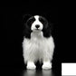 Fashion Simulation Plush Cute Border Collie Doll, 28cm Realistic Puppy Plush Toy