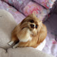 Lifelike Loyalty: Simulation Pomeranian Dog Plush Doll ($\mathbf{22\text{cm}}$ Leather Wool).