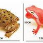Simulation Frog Model Sounding Animal Toy – Realistic PVC Frog Figure