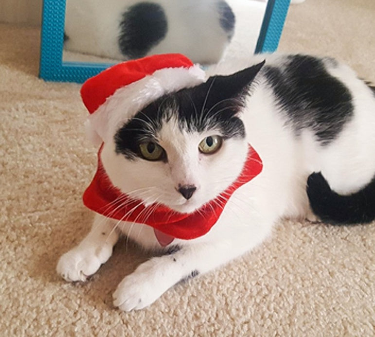 Christmas Hat & Scarf Set for Pets, Red Short-Plush Holiday Outfit for Cats & Small Dogs