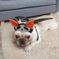 Halloween Ghost Festival Pet Costume, Dog & Cat Personality Hat with Bat Wings (S–L)
