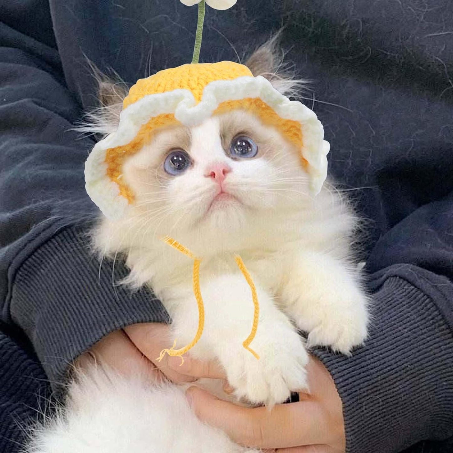 Cute Knit Cat Hat, Funny Dog Hat for Cats & Small Dogs | Halloween, Christmas & Birthday Costume Headwear