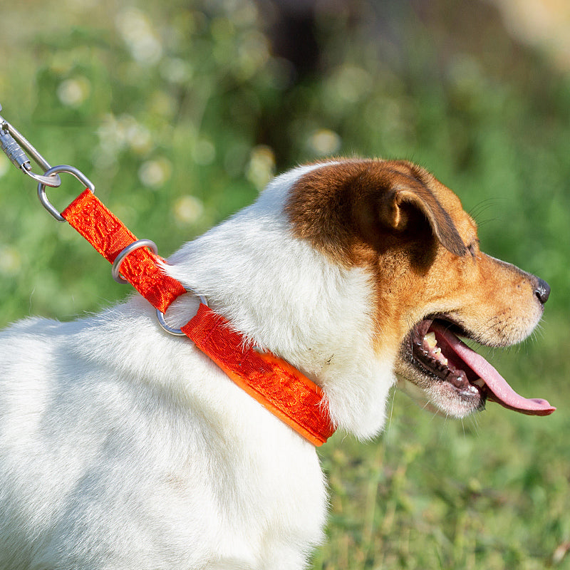 Fashion Personality P-Chain Walking Dog Neck Ring, Durable Nylon Collar with Aluminum Alloy Hardware (2XS–3XL)