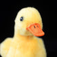 Simulation Cute Yellow Duck Plush Toy – Mini Fashion-Style Duck Plush