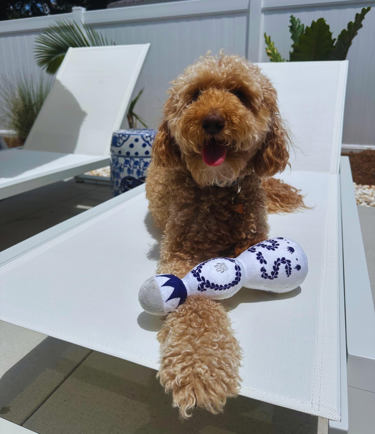 Cheers to Playtime: Funny Tequila "Boujee" Plush Dog Toy with Squeaker (All Dog Sizes).