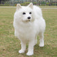 Dummy Dog Samoyed Ornament, Lifelike Children’s Plush Toy & Desktop Decoration