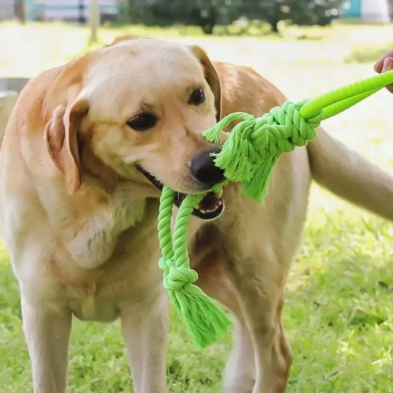 Tough Tug: Modern Dog Chew Toy with Cotton Rope for Molar Teeth Cleaning (Tear-Resistant, $\mathbf{50\text{cm}}$ Long).