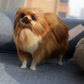 Lifelike Loyalty: Simulation Pomeranian Dog Plush Doll ($\mathbf{22\text{cm}}$ Leather Wool).