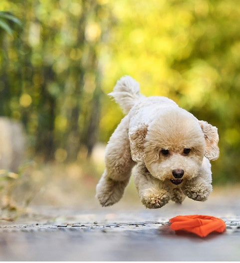 Tough on Plaque: Natural Rubber Dog Teething Toy (Bite-Resistant, Interactive Play).