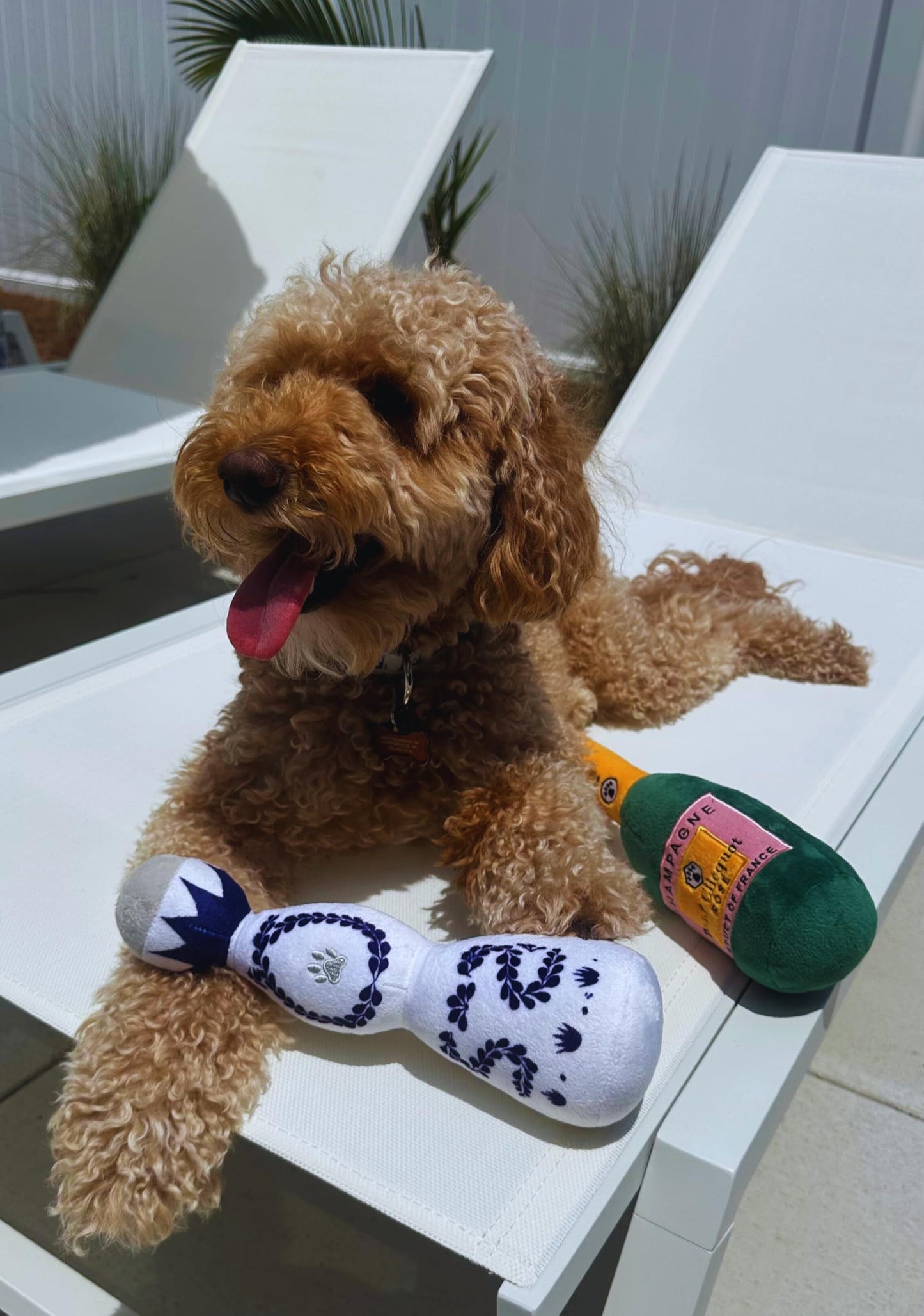 Cheers to Playtime: Funny Tequila "Boujee" Plush Dog Toy with Squeaker (All Dog Sizes).