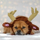 Windproof Halloween Knitted Dog Hat, INS Style Animal Headgear (S/M/L)