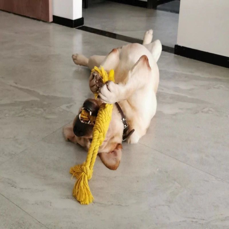 Tough Tug: Modern Dog Chew Toy with Cotton Rope for Molar Teeth Cleaning (Tear-Resistant, $\mathbf{50\text{cm}}$ Long).