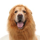 Pet Dog Lion Head Wig, Velvet Dog Hat & Costume Cover
