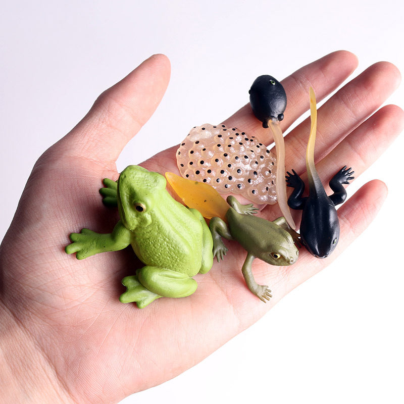 Learn & Play: $\mathbf{5}$ Sets Mini Frog Growth Cycle Simulation Animal Model Toy.
