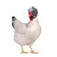 Helmet Chicken Pet Supplies – Protective Chicken Hat for Poultry & Small Pets