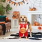 Pet Costumes, Dog Basketball Player Costume for Halloween, Sports Cosplay & Funny Dress-Up