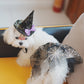 Halloween Pet Spider Hat & Shawl Set, Mesh Skull-Pattern Costume for Dogs & Cats